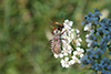 Rhinocoris erythropus